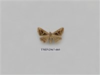 藏品(夜蛾341)的圖片